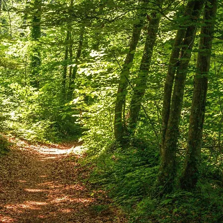 Baseia - Amb Jardi I Acces Privat A La Fageda *
